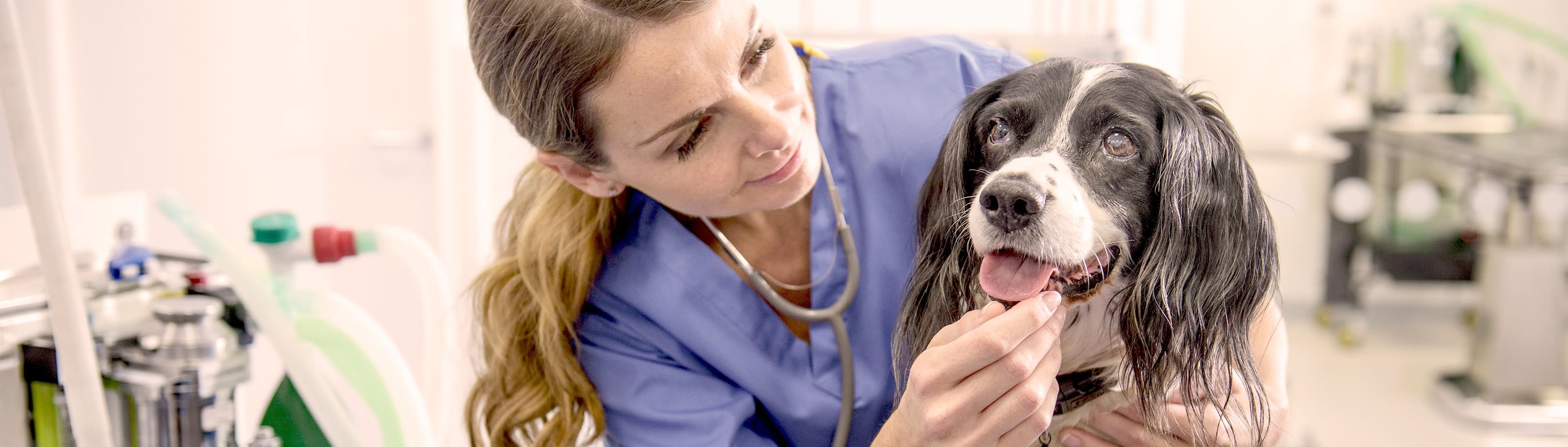 ¿Por qué es tan importante vacunar mascotas?