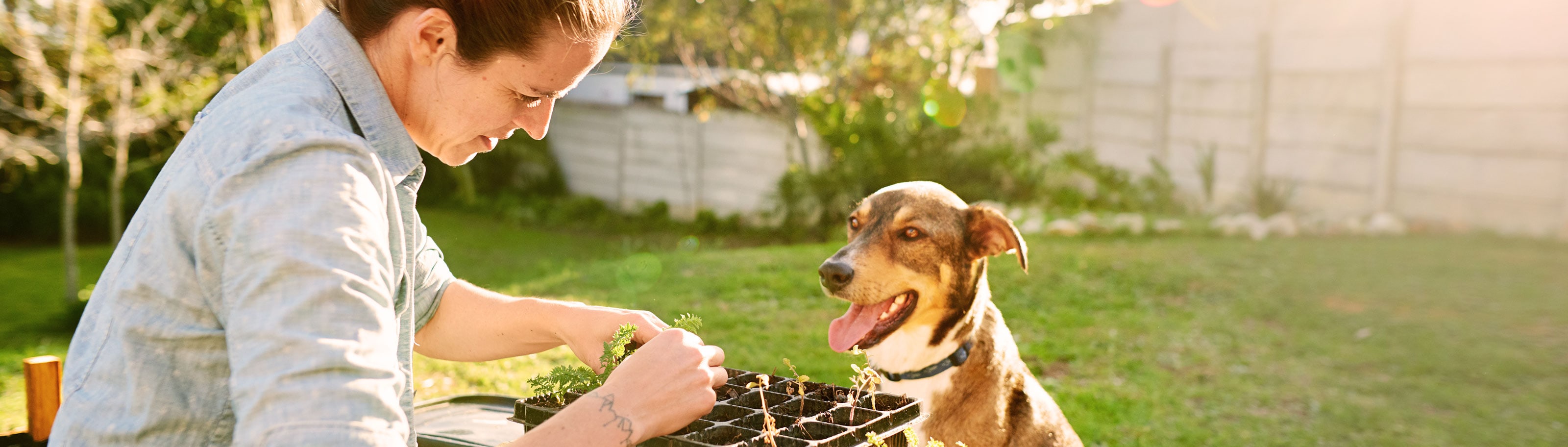 Día Mundial del Medio Ambiente y el cuidado de las mascotas