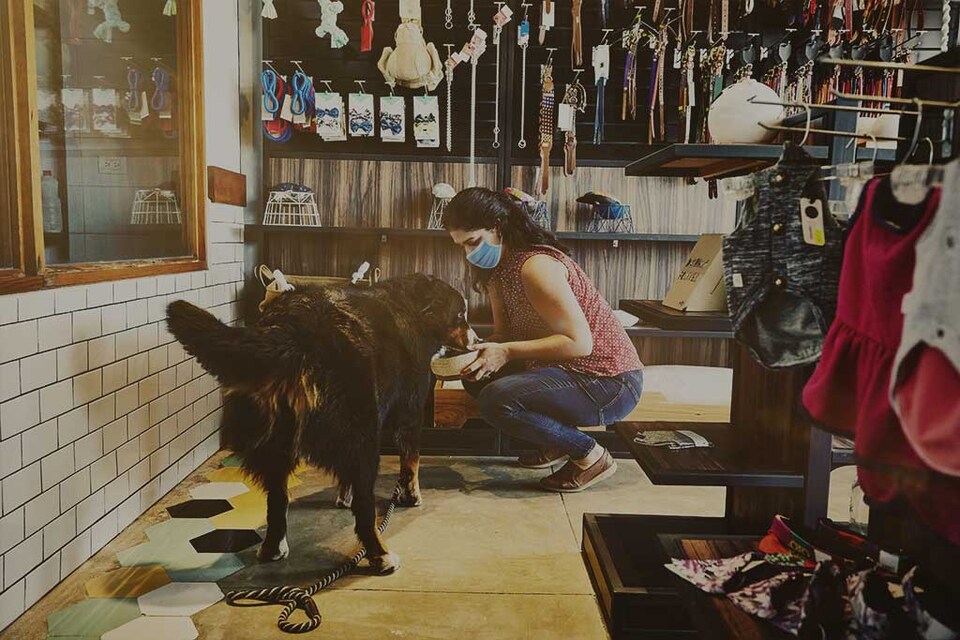 Enlace a la nota sobre el Día de los animales