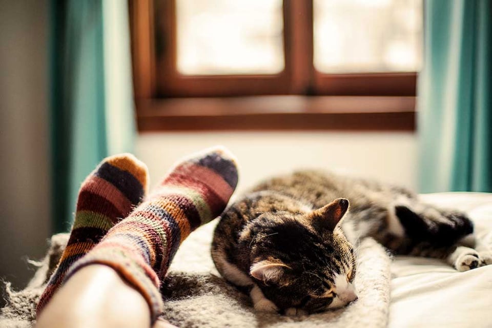 gato descansando con su humana