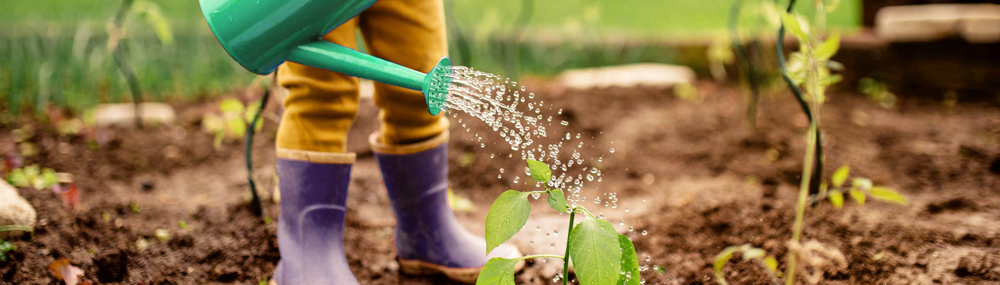 tipos de seguros de vida