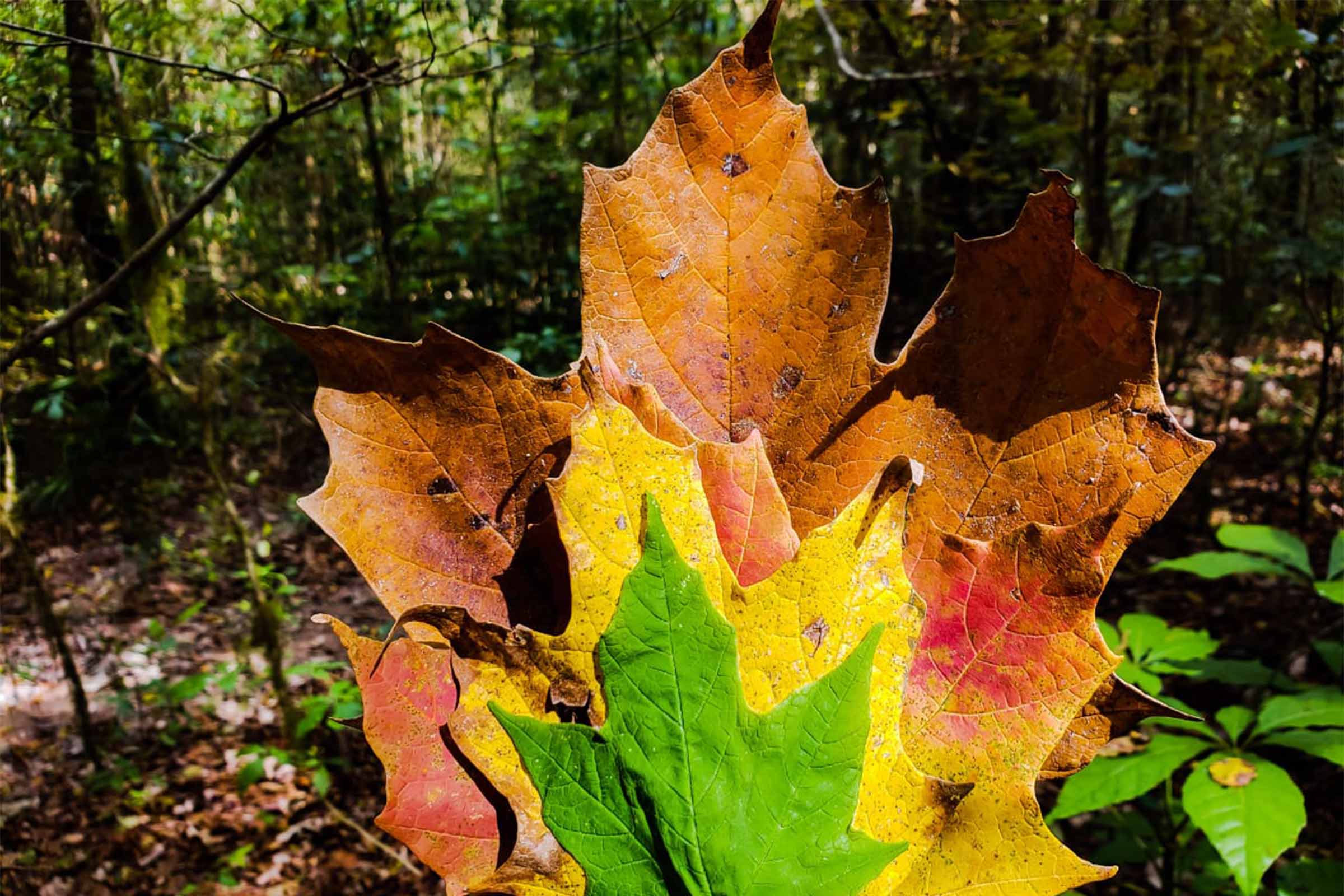 Bosque del Maple