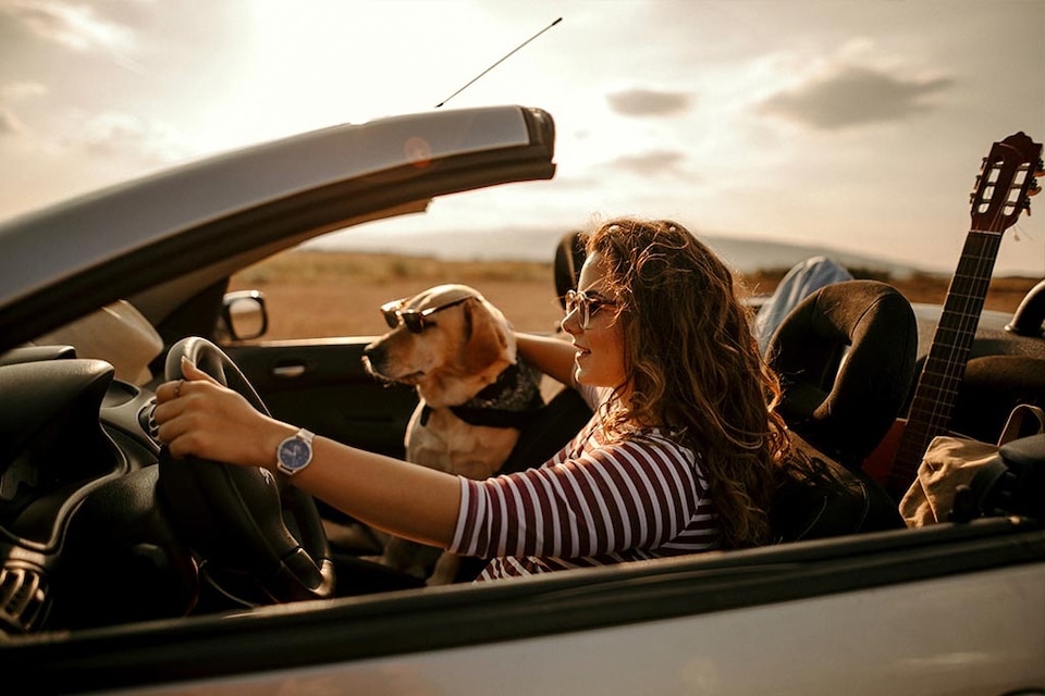 seguro mascota viajar con mascotas en avion
