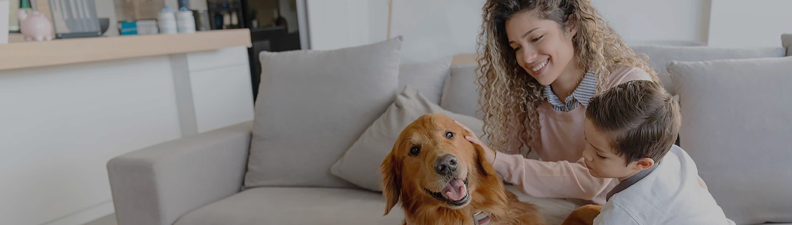 Custodia compartida de mascotas en México: conoce la nueva ley