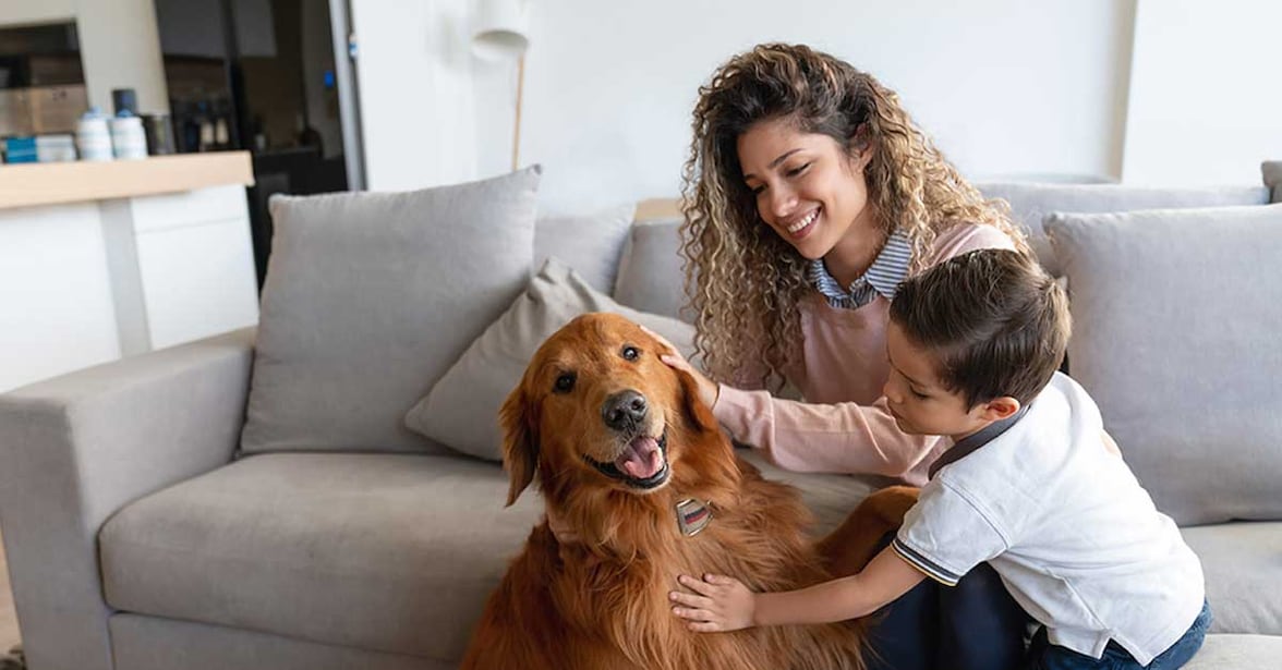 gastos funerarios para mascotas