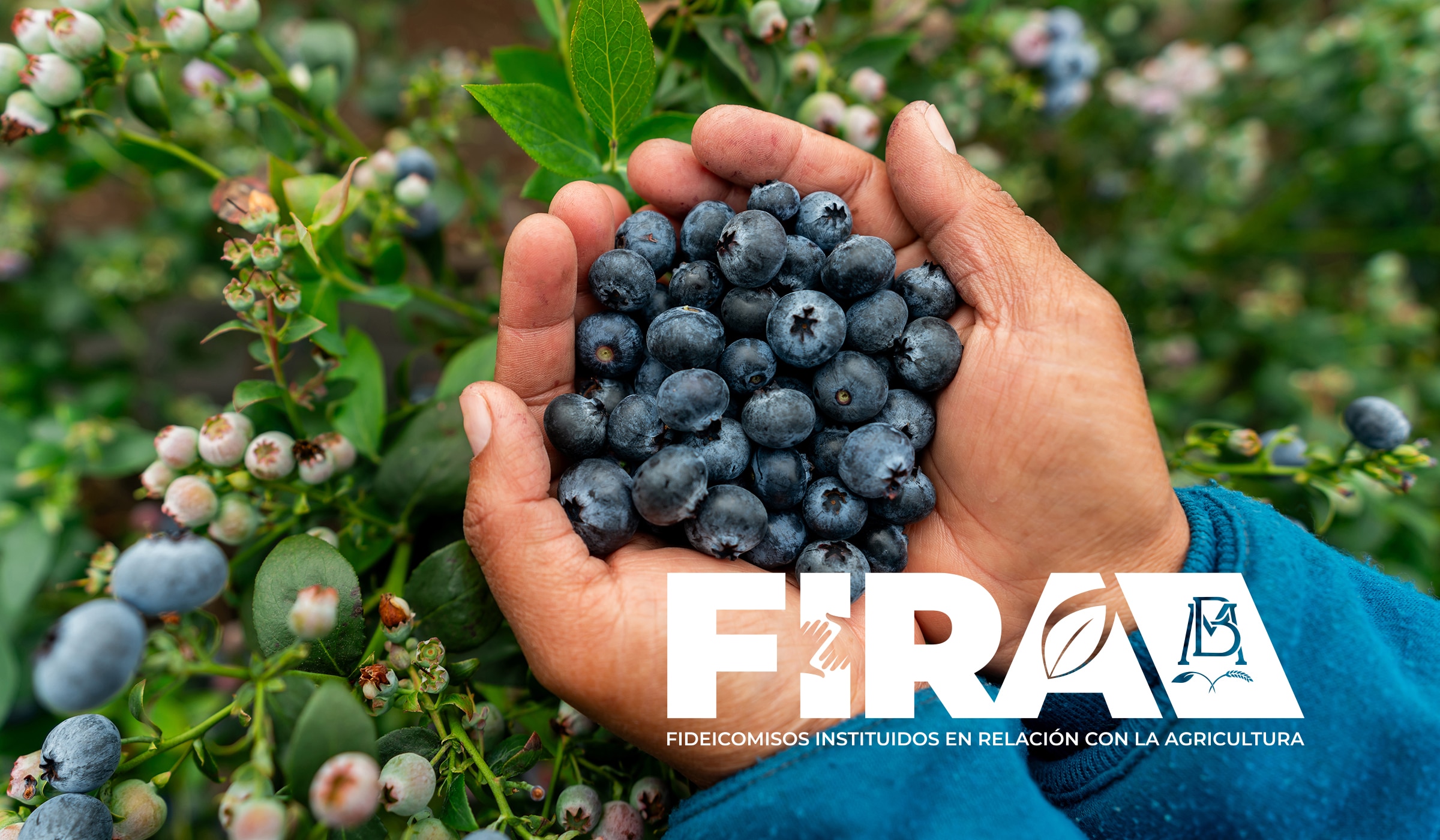 Financiamiento para impulsar la producción del campo