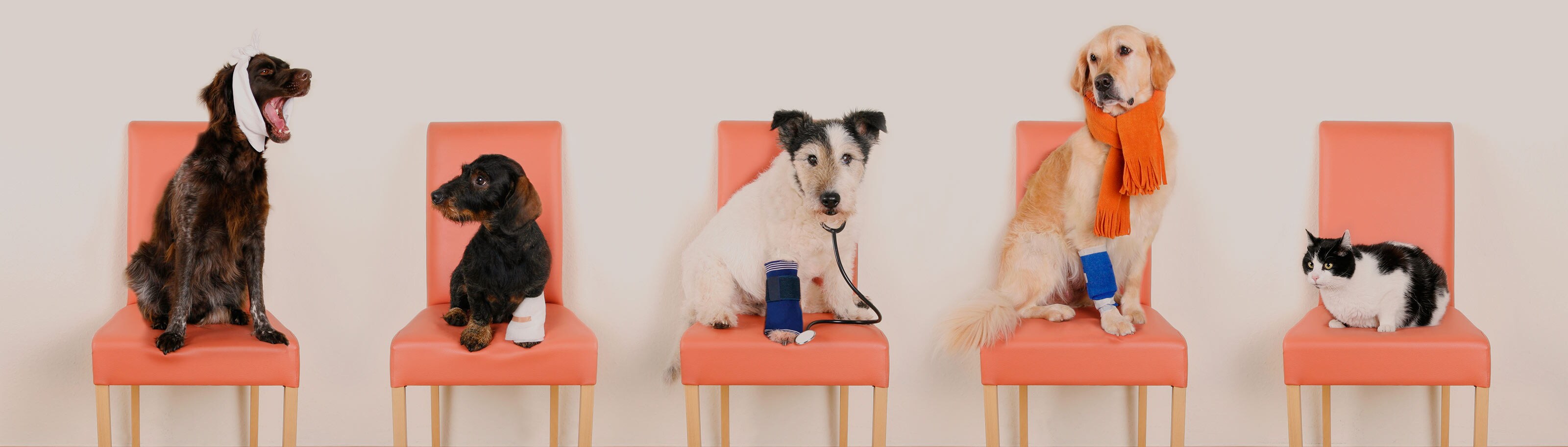 Mascotas, perros y gatos